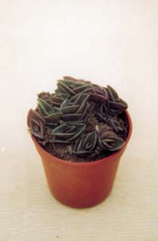 Tradescantia Navicularis.jpg